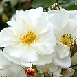 ARBORIX - Kordes Rigo-rosier - Rosa 'Diamant' - vignette