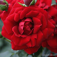 ARBORIX - Rosier grimpante Kordes - Rosa 'Amadeus'® - vignette