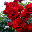 ARBORIX - Rosier grimpante Kordes - Rosa 'Amadeus'® - vignette