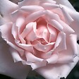 ARBORIX - Rosier grimpante - Rosa 'New Dawn' - vignette