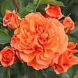 ARBORIX - Rosier Kordes - Rosa 'Orangerie'® - vignette