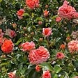 ARBORIX - Rosier Kordes - Rosa 'Orangerie'® - vignette