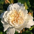 ARBORIX - Rosier Kordes - Rosa 'Petticoat'® - vignette