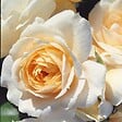 ARBORIX - Kordes Rose des fées - Rosa 'Lions - Rose'® - vignette