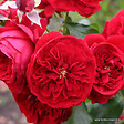 ARBORIX - Kordes Rose des fées - Rosa 'Rötkäppchen'® - vignette