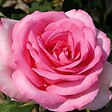 ARBORIX - Kordes Eleganza® rosier - Rosa 'Sweet Parole'® - vignette
