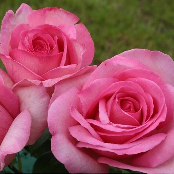 ARBORIX - Kordes Eleganza® rosier - Rosa 'Sweet Parole'® - large