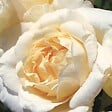 ARBORIX - Kordes Eleganza® rosier - Rosa 'La Perla'® - vignette