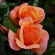 ARBORIX - Rose grimpante Kordes - Rosa 'Aprikola' - vignette