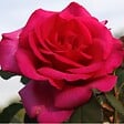 ARBORIX - Kordes Eleganza® rosier - Rosa 'Parole'® - vignette