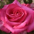 ARBORIX - Kordes Eleganza® rosier - Rosa 'Parole'® - vignette