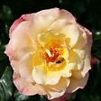 ARBORIX - Rosier grimpante Kordes - Rosa 'Moonlight'® - vignette