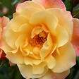 ARBORIX - Rosier grimpante Kordes - Rosa 'Moonlight'® - vignette