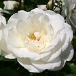 ARBORIX - 2 x Rosier Kordes - Rosa 'Schneewittchen' - vignette