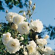 ARBORIX - 2 x Rosier Kordes - Rosa 'Schneewittchen' - vignette