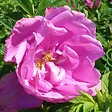 ARBORIX - Kordes-Rugosa - Rosa 'Pink Roadrunner'® - vignette