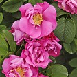ARBORIX - Kordes-Rugosa - Rosa 'Pink Roadrunner'® - vignette