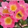 ARBORIX - Kordes Nectar Rosier - Rosa 'Topolina' - vignette