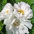 ARBORIX - Kordes-Rugosa - Rosa 'White Roadrunner'® - vignette