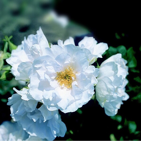 ARBORIX - Kordes-Rugosa - Rosa 'White Roadrunner'® - large