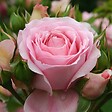 ARBORIX - Kordes Rose des fées - Rosa 'Rosenfee'® - vignette