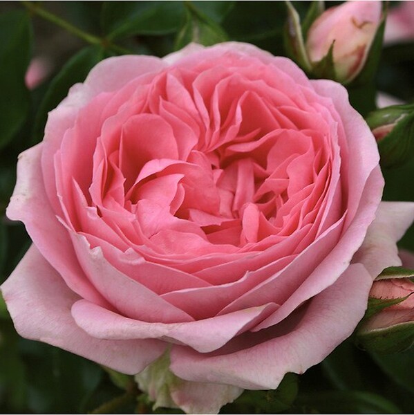 ARBORIX - Kordes Rose des fées - Rosa 'Rosenfee'® - large