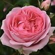 ARBORIX - Kordes Rose des fées - Rosa 'Rosenfee'® - vignette