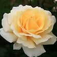 ARBORIX - Kordes Eleganza® rosier - Rosa 'Winter Sun'® - vignette