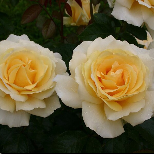ARBORIX - Kordes Eleganza® rosier - Rosa 'Winter Sun'® - large