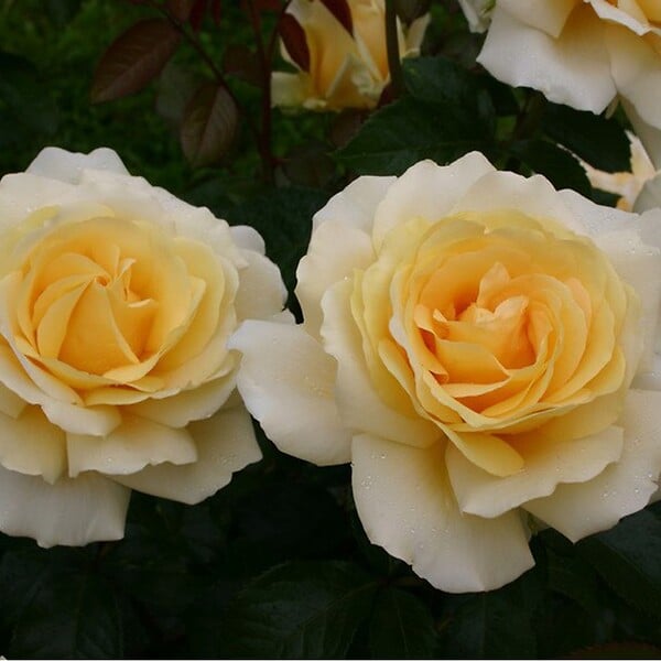 ARBORIX - Kordes Eleganza® rosier - Rosa 'Winter Sun'® - large