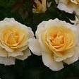 ARBORIX - Kordes Eleganza® rosier - Rosa 'Winter Sun'® - vignette