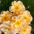 ARBORIX - Rosier couvre-sol - Rosa 'Amber Sun' - vignette