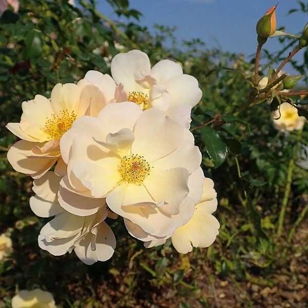 ARBORIX - Rosier couvre-sol - Rosa 'Amber Sun' - large