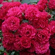 ARBORIX - Kordes Rigo-rosier - Rosa 'Gärtnerfreude'® - vignette