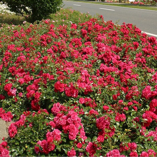 ARBORIX - Kordes Rigo-rosier - Rosa 'Gärtnerfreude'® - large