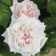 ARBORIX - Kordes Parfuma® rosier - Rosa 'Madame Anisette'® - vignette