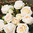 ARBORIX - Kordes Parfuma® rosier - Rosa 'Madame Anisette'® - vignette