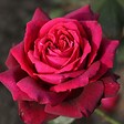 ARBORIX - Kordes Parfuma® rosier - Rosa 'Gräfin Diana'® - vignette