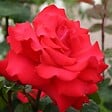 ARBORIX - Kordes Eleganza® rosier - Rosa 'Grande Amore'® - vignette