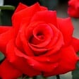ARBORIX - Kordes Eleganza® rosier - Rosa 'Grande Amore'® - vignette