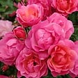 ARBORIX - Kordes Rigo-rosier - Rosa 'Maxi Vita'® - vignette