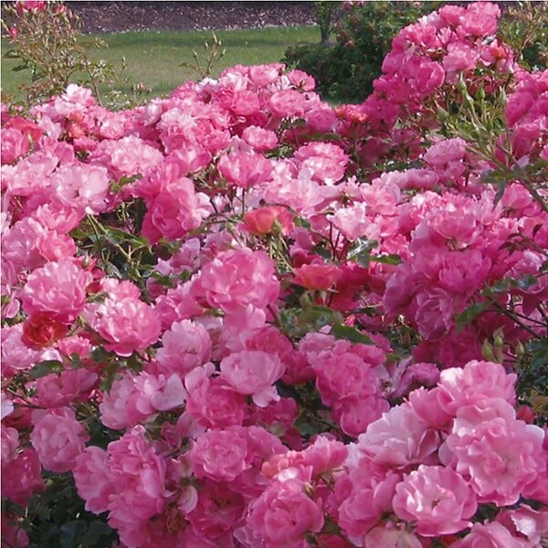 ARBORIX - Kordes Rigo-rosier - Rosa 'Maxi Vita'® - large
