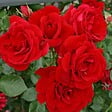 ARBORIX - Rosier grimpante Kordes - Rosa 'Sympathie' - vignette