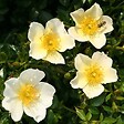 ARBORIX - Kordes Nectar Rosier - Rosa 'Sonnenröschen'® - vignette