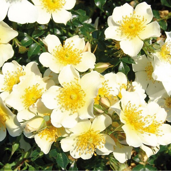 ARBORIX - Kordes Nectar Rosier - Rosa 'Sonnenröschen'® - large