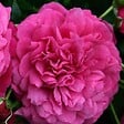 ARBORIX - Rosier grimpante Kordes - Rosa 'Laguna'® - vignette