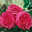 ARBORIX - Rosier grimpante Kordes - Rosa 'Laguna'® - vignette