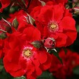 ARBORIX - Kordes Eleganza® rosier - Rosa 'Roter Korsar'® - vignette
