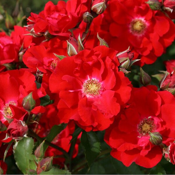 ARBORIX - Kordes Eleganza® rosier - Rosa 'Roter Korsar'® - large