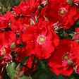 ARBORIX - Kordes Eleganza® rosier - Rosa 'Roter Korsar'® - vignette
